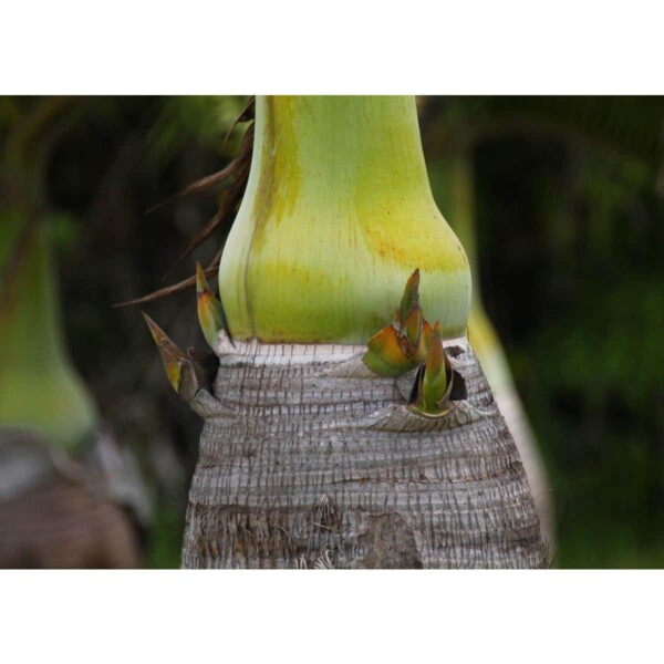 SAFLAX - Flaschenpalme / Faßpalme - 3 Samen - Hyophorbe lagenicaulis – Bild 6