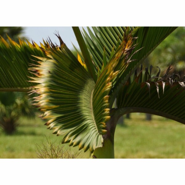 SAFLAX - Flaschenpalme / Faßpalme - 3 Samen - Hyophorbe lagenicaulis – Bild 7