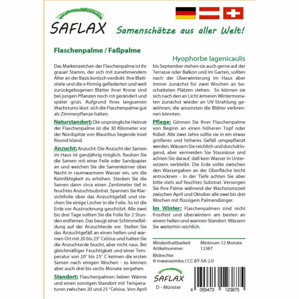 SAFLAX - Flaschenpalme / Faßpalme - 3 Samen - Hyophorbe lagenicaulis – Bild 2