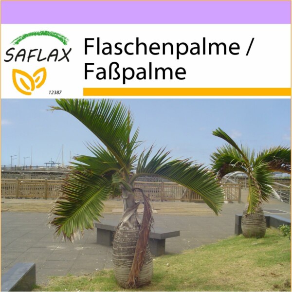 SAFLAX - Flaschenpalme / Faßpalme - 3 Samen - Hyophorbe lagenicaulis