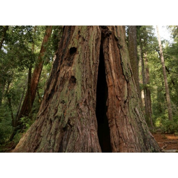 12907 31 Sequoia sempervirens