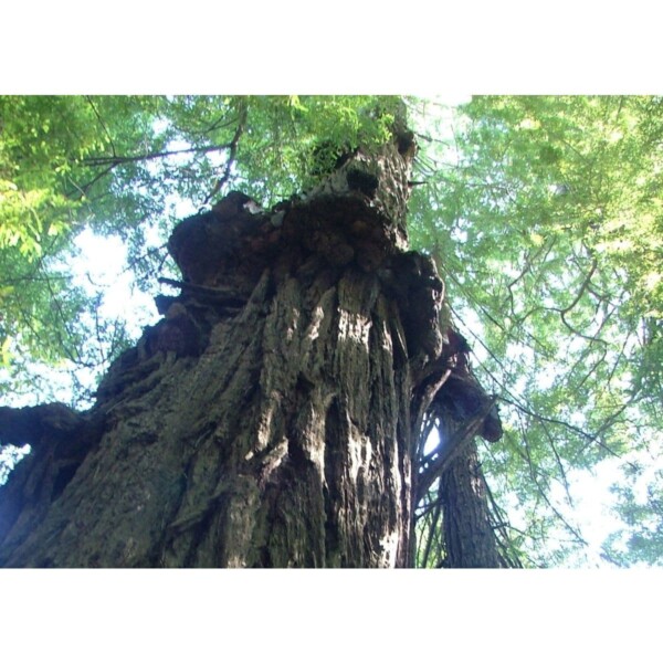 12907 40 Sequoia sempervirens