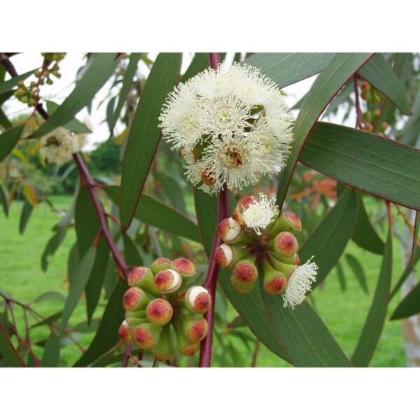 12941 34 Eucalyptus pauciflora ssp niphophila
