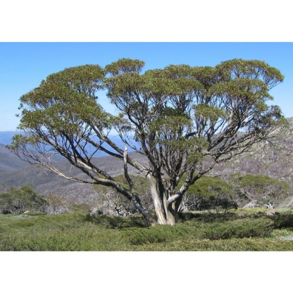 12941 35 Eucalyptus pauciflora ssp. niphophila