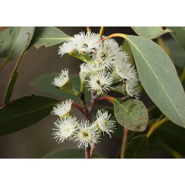 12941 38 Eucalyptus pauciflora ssp. niphophila