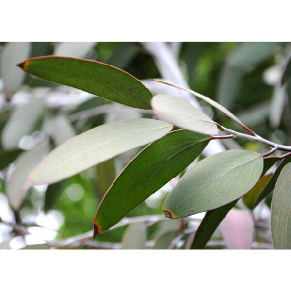 12941 44 Eucalyptus pauciflora ssp. niphophila