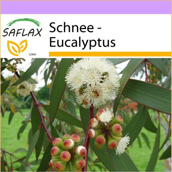 12941 eucalyptus pauciflora K VS Q O T DE