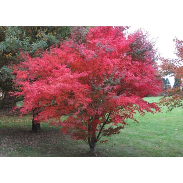12952 31 Acer palmatum atropurpureum