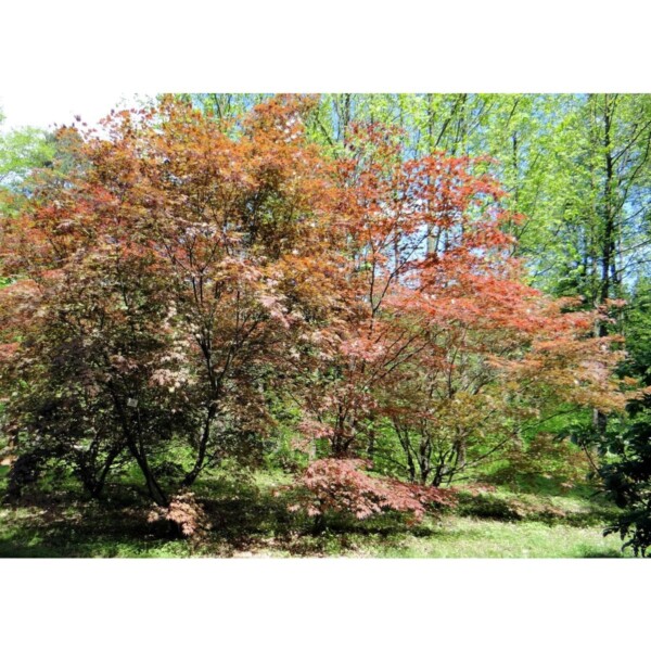12952 36 Acer palmatum atropurpureum