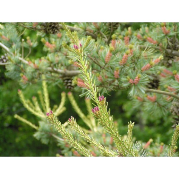12969 31 Pinus parviflora