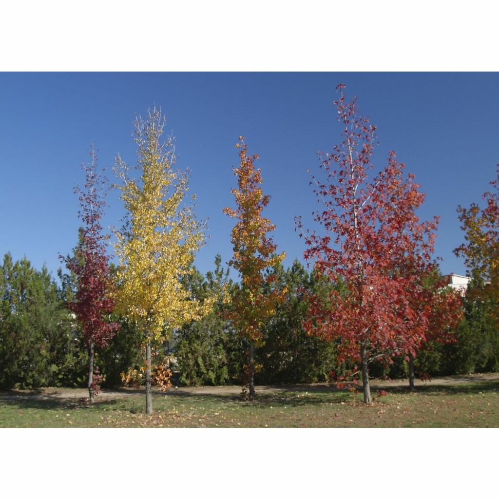 SAFLAX Amerikanischer Amberbaum 100 Samen Liquidamber Styraciflua