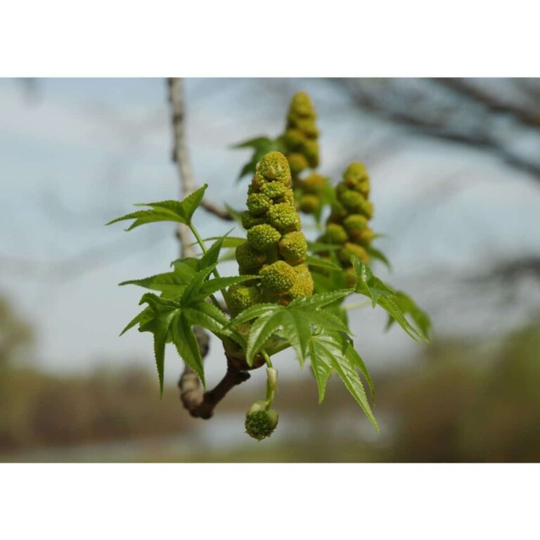 SAFLAX Amerikanischer Amberbaum 100 Samen Liquidamber Styraciflua