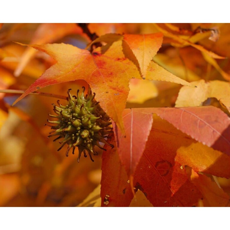 SAFLAX Amerikanischer Amberbaum 100 Samen Liquidamber Styraciflua
