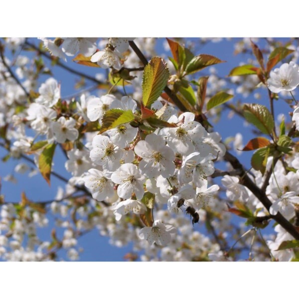 SAFLAX - Vogelkirsche - 10 Samen - Prunus avium – Bild 3