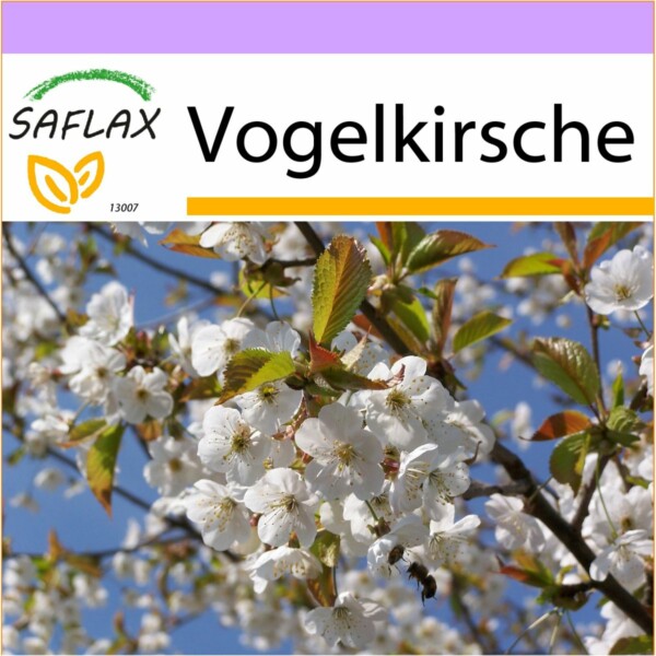 SAFLAX - Vogelkirsche - 10 Samen - Prunus avium