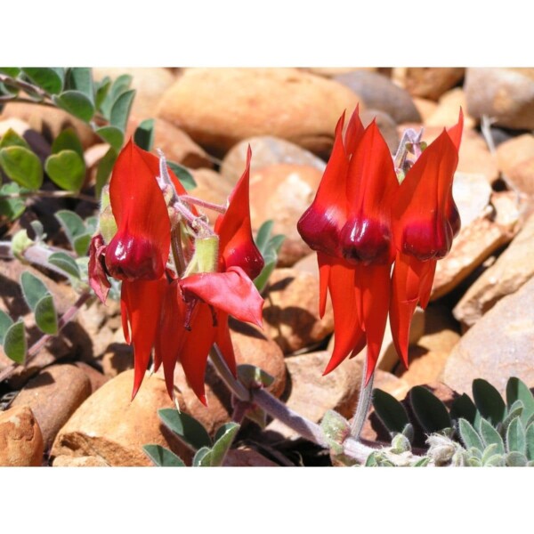 SAFLAX - Papageischnabel / Teufelskopf - 20 Samen - Clianthus formosus syn. Swaisonia formosa – Bild 5