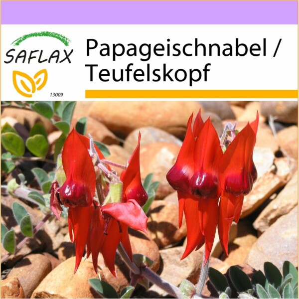 SAFLAX - Papageischnabel / Teufelskopf - 20 Samen - Clianthus formosus syn. Swaisonia formosa