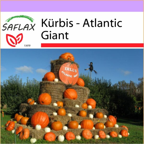 SAFLAX - Kürbis - Atlantic Giant - 7 Samen - Cucurbita maxima