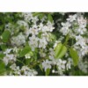 SAFLAX - Felsenkirsche - 30 Samen - Prunus mahaleb – Bild 3