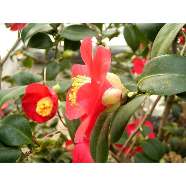 SAFLAX - Japanische Kamelie - 4 Samen - Camellia japonica – Bild 3