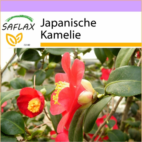 SAFLAX - Japanische Kamelie - 4 Samen - Camellia japonica