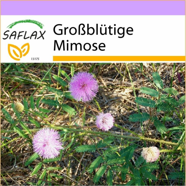 SAFLAX - Großblütige Mimose - 15 Samen - Mimosa nuttallii