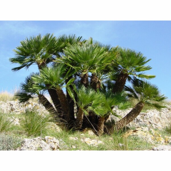 SAFLAX - Zwergpalme - 10 Samen - Chamaerops humilis – Bild 3