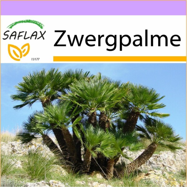 SAFLAX - Zwergpalme - 10 Samen - Chamaerops humilis