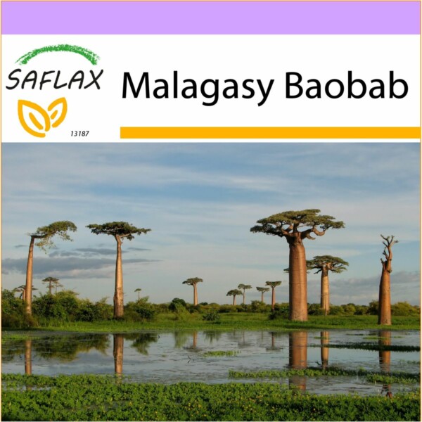 SAFLAX - Malagasy Baobab - 2 Samen - Adansonia grandidieri