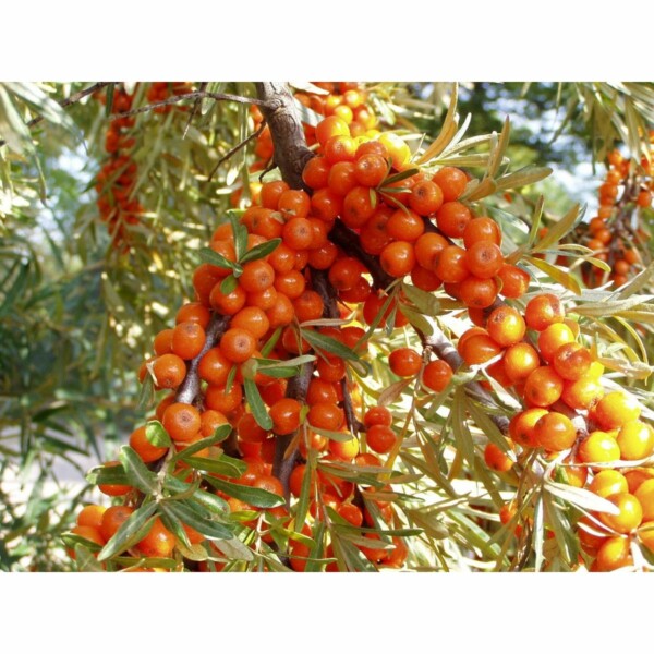 SAFLAX - Sanddorn - 40 Samen - Hippophae rhamnoides – Bild 3