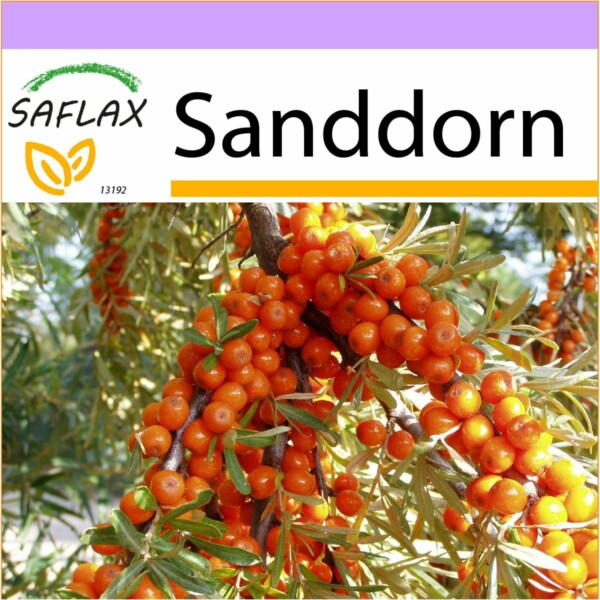 SAFLAX - Sanddorn - 40 Samen - Hippophae rhamnoides
