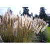 SAFLAX - Gräser-Bambus-Amerikanisches Pampasgras - 200 Samen - Cortaderia selloana – Bild 5