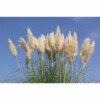 SAFLAX - Gräser-Bambus-Amerikanisches Pampasgras - 200 Samen - Cortaderia selloana – Bild 9