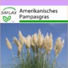 SAFLAX - Gräser-Bambus-Amerikanisches Pampasgras - 200 Samen - Cortaderia selloana