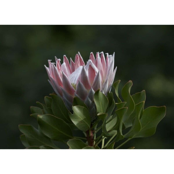 SAFLAX - Königsprotea - 5 Samen - Protea cynaroides – Bild 3