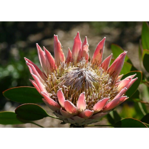 SAFLAX - Königsprotea - 5 Samen - Protea cynaroides – Bild 4