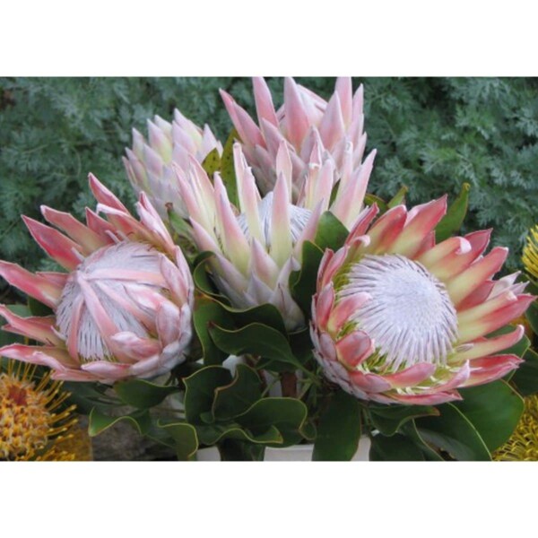 SAFLAX - Königsprotea - 5 Samen - Protea cynaroides – Bild 5