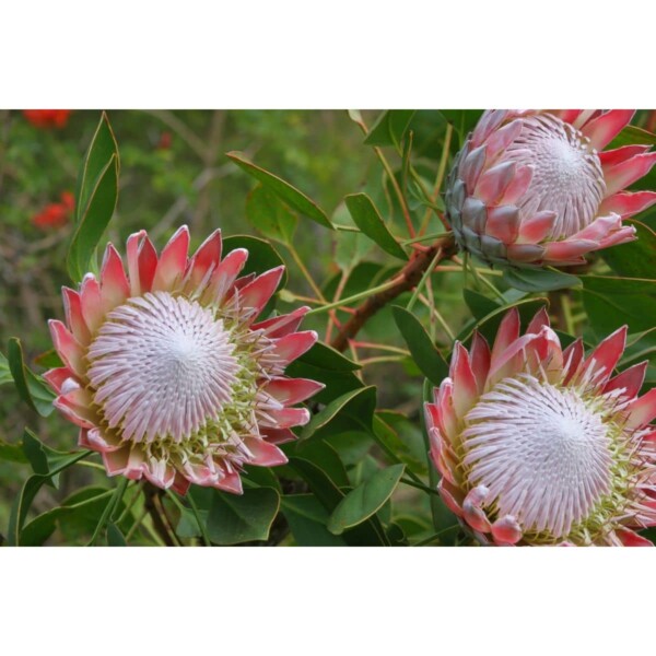 SAFLAX - Königsprotea - 5 Samen - Protea cynaroides – Bild 7