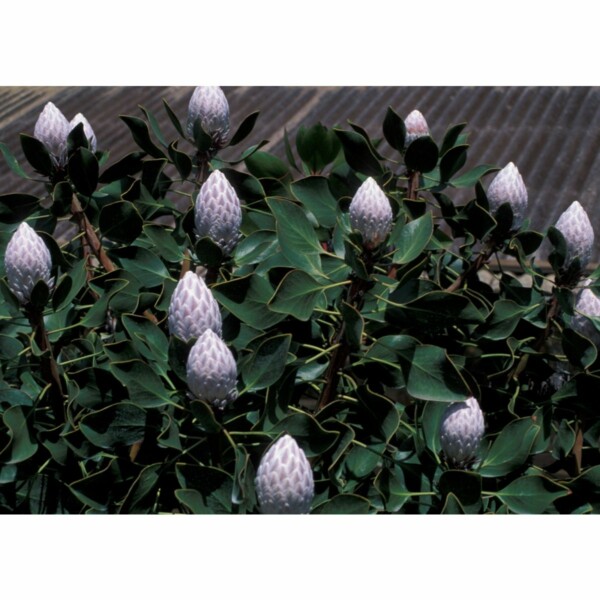 SAFLAX - Königsprotea - 5 Samen - Protea cynaroides – Bild 6