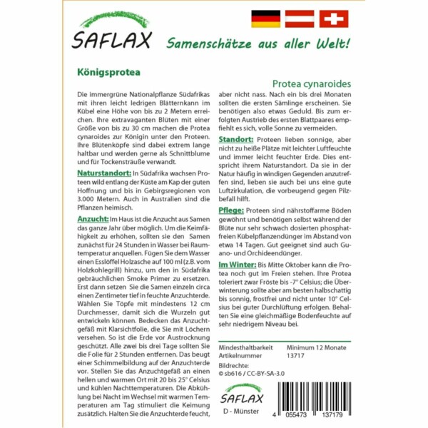 SAFLAX - Königsprotea - 5 Samen - Protea cynaroides – Bild 2