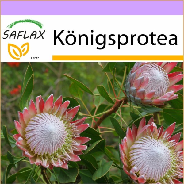 SAFLAX - Königsprotea - 5 Samen - Protea cynaroides