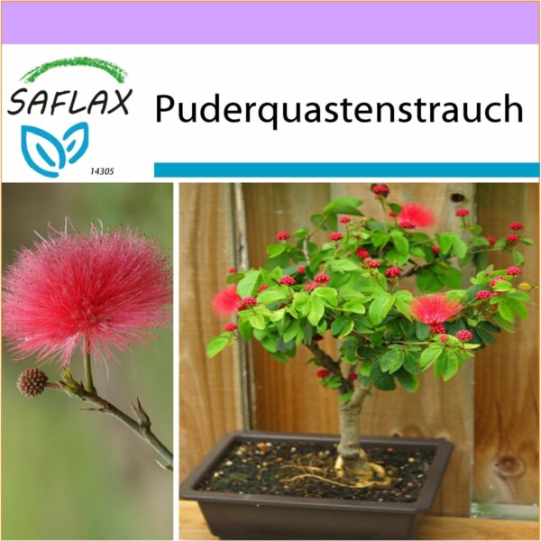 SAFLAX - Bonsai - Puderquastenstrauch - 10 Samen - Calliandra haematocephala