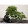 SAFLAX - Bonsai - Mittelmeer-Pinie - 6 Samen - Pinus pinea – Bild 3