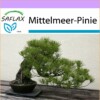 SAFLAX - Bonsai - Mittelmeer-Pinie - 6 Samen - Pinus pinea