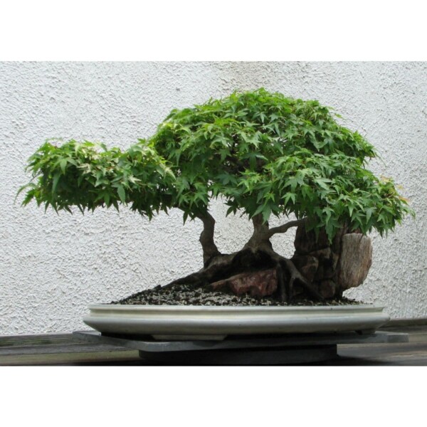 14952 32 Acer palmatum atropurpureum