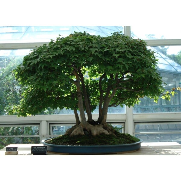 SAFLAX - Bonsai - Dreispitzahorn - 30 Samen - Acer buergerianum – Bild 3