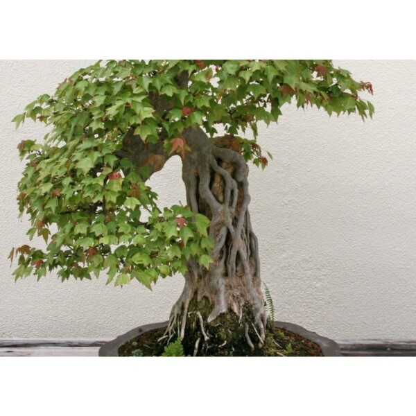 SAFLAX - Bonsai - Dreispitzahorn - 30 Samen - Acer buergerianum – Bild 5