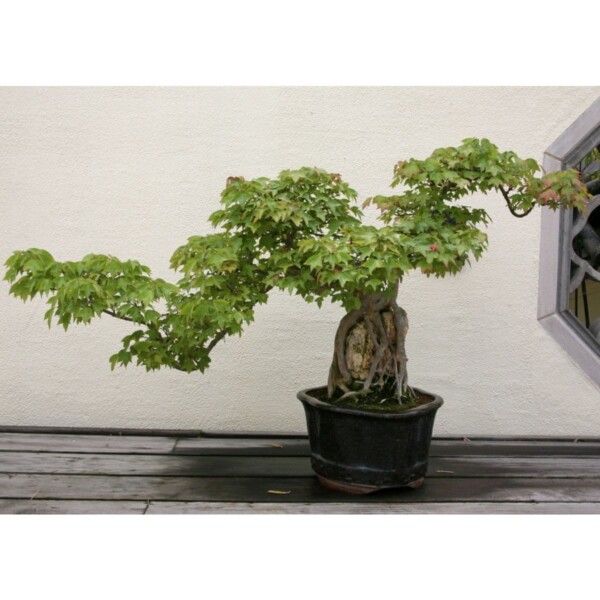 SAFLAX - Bonsai - Dreispitzahorn - 30 Samen - Acer buergerianum – Bild 6