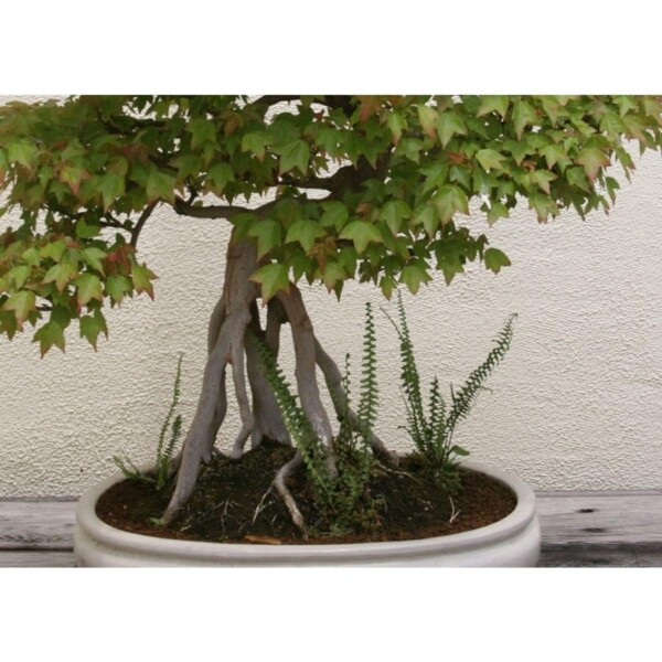 SAFLAX - Bonsai - Dreispitzahorn - 30 Samen - Acer buergerianum – Bild 7