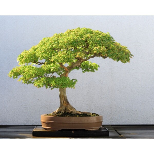 SAFLAX - Bonsai - Dreispitzahorn - 30 Samen - Acer buergerianum – Bild 9